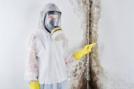 Professional Mold Inspection in Shakopee, MN